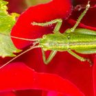 Auf Rosen gebettet