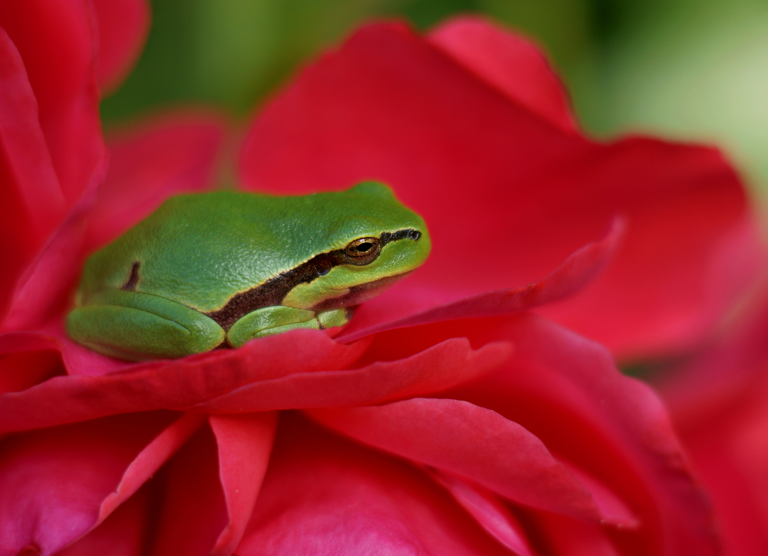 auf Rosen gebettet