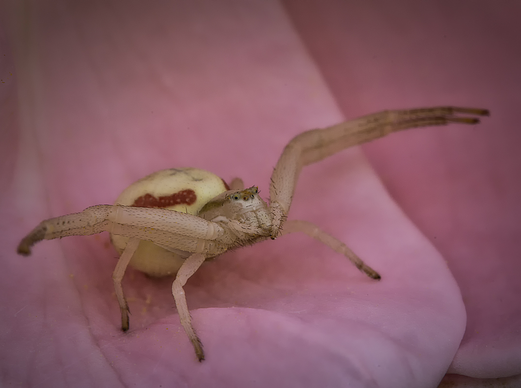 Auf Rosen gebettet.