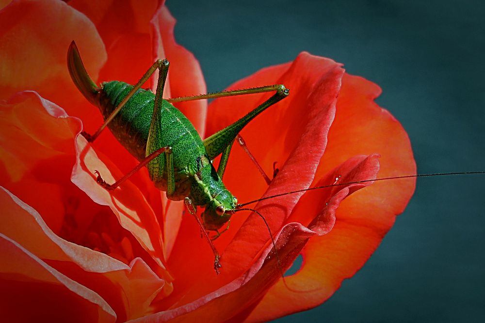 Auf Rosen gebettet ...