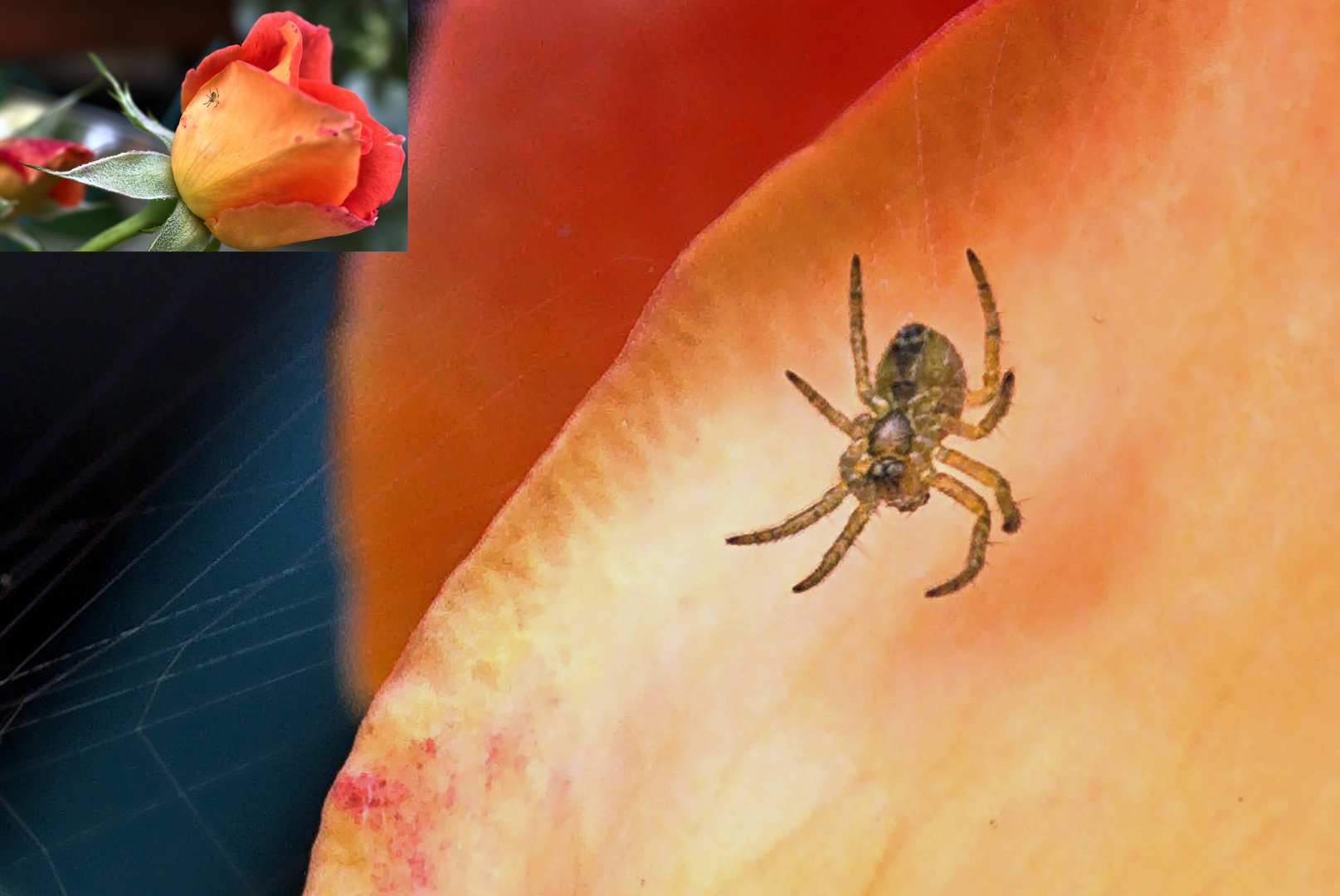 Auf Rosen gebettet