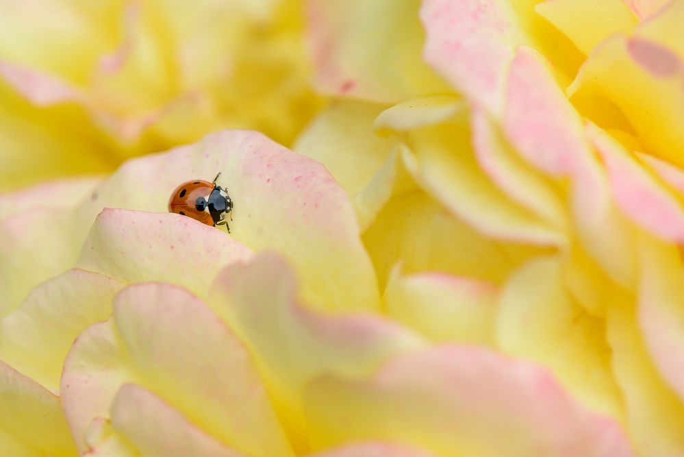 Auf Rosen gebettet