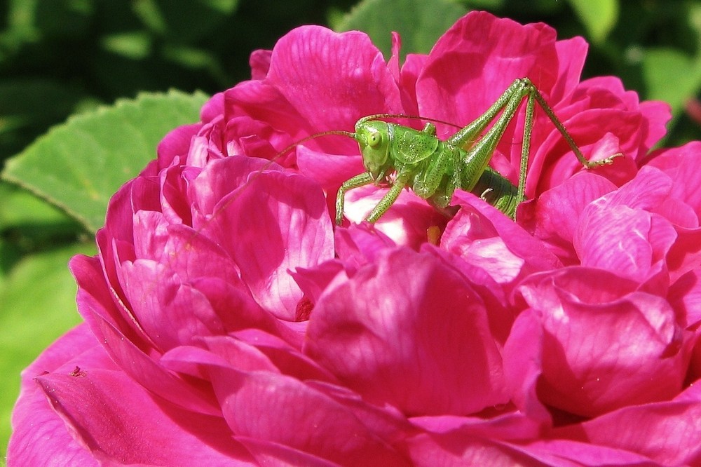 Auf Rosen gebettet...