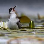 Auf Rosen gebettet...