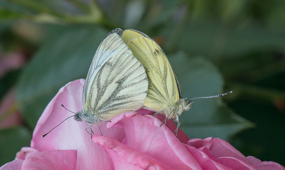 Auf Rosen gebettet.....