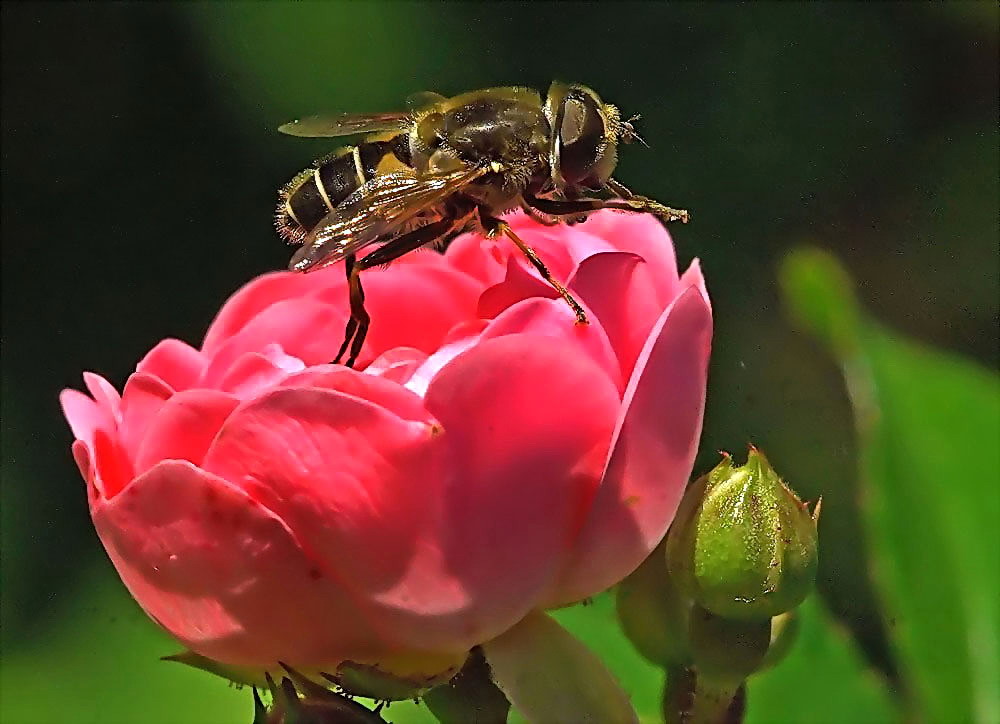 Auf Rosen gebettet