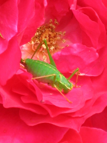 Auf Rosen gebettet...