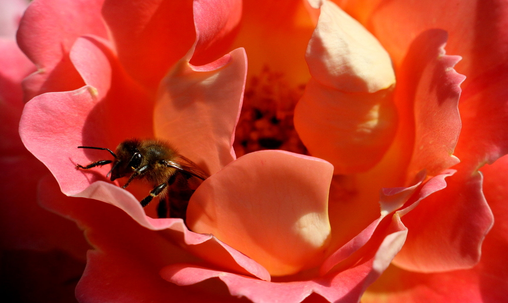 auf Rosen gebettet