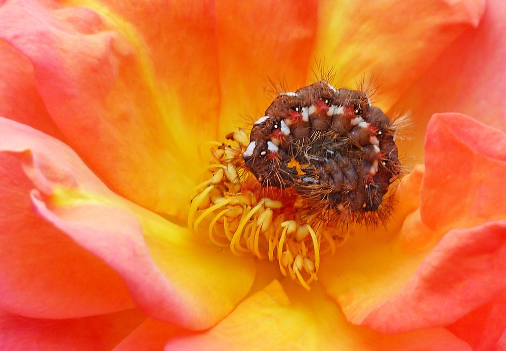 Auf Rosen gebettet