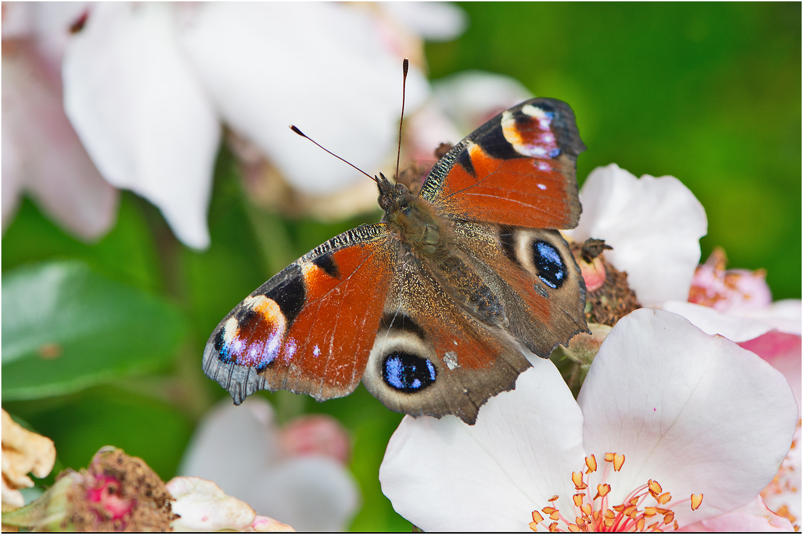 Auf Rosen gebettet hat sich . . .