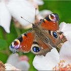 Auf Rosen gebettet hat sich . . .