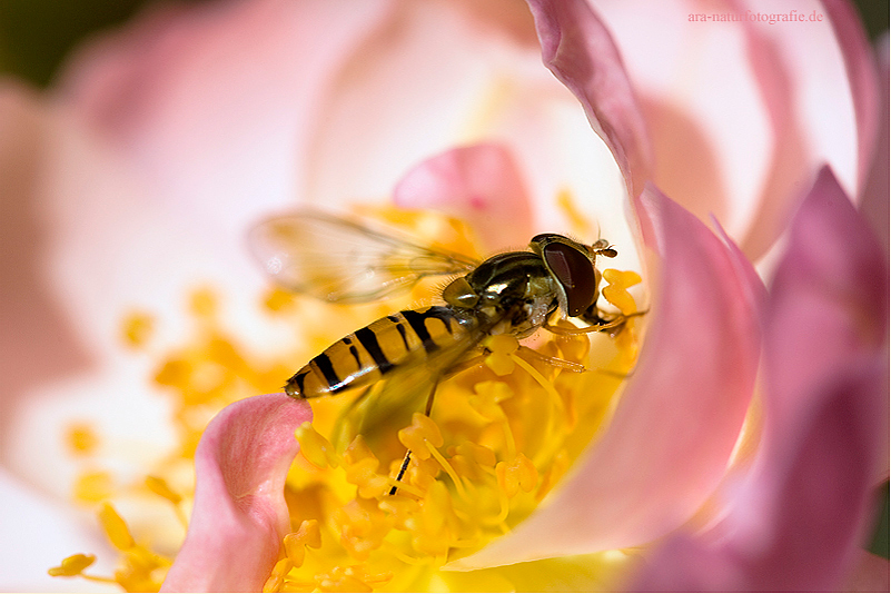 Auf Rosen gebettet II.