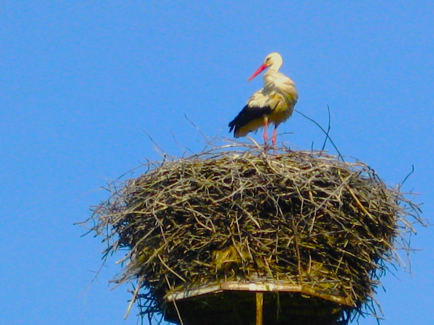 auf Rügen (8)