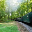 Auf Rügen zischt der rasende Roland durch den Wald ...