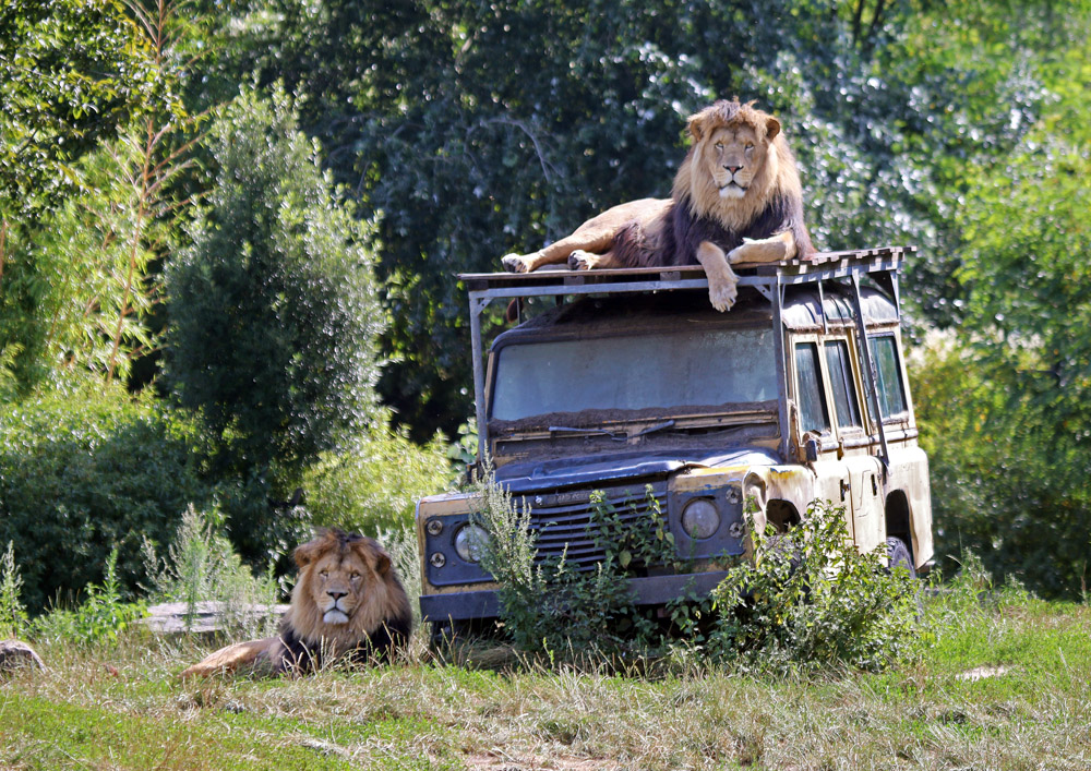 Auf Safari