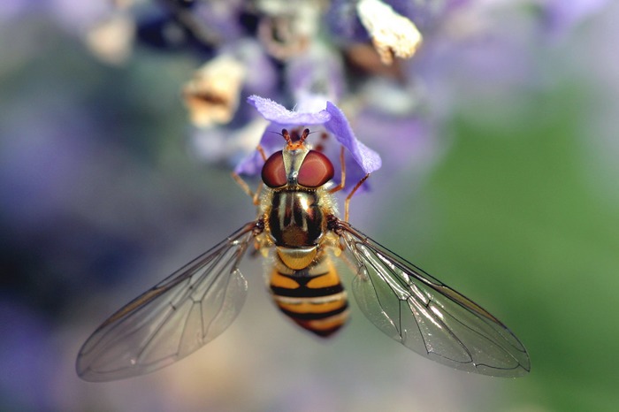 Auf Safari im Garten 2