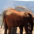 Auf Safari im Tsavo-Ost Nationalpark