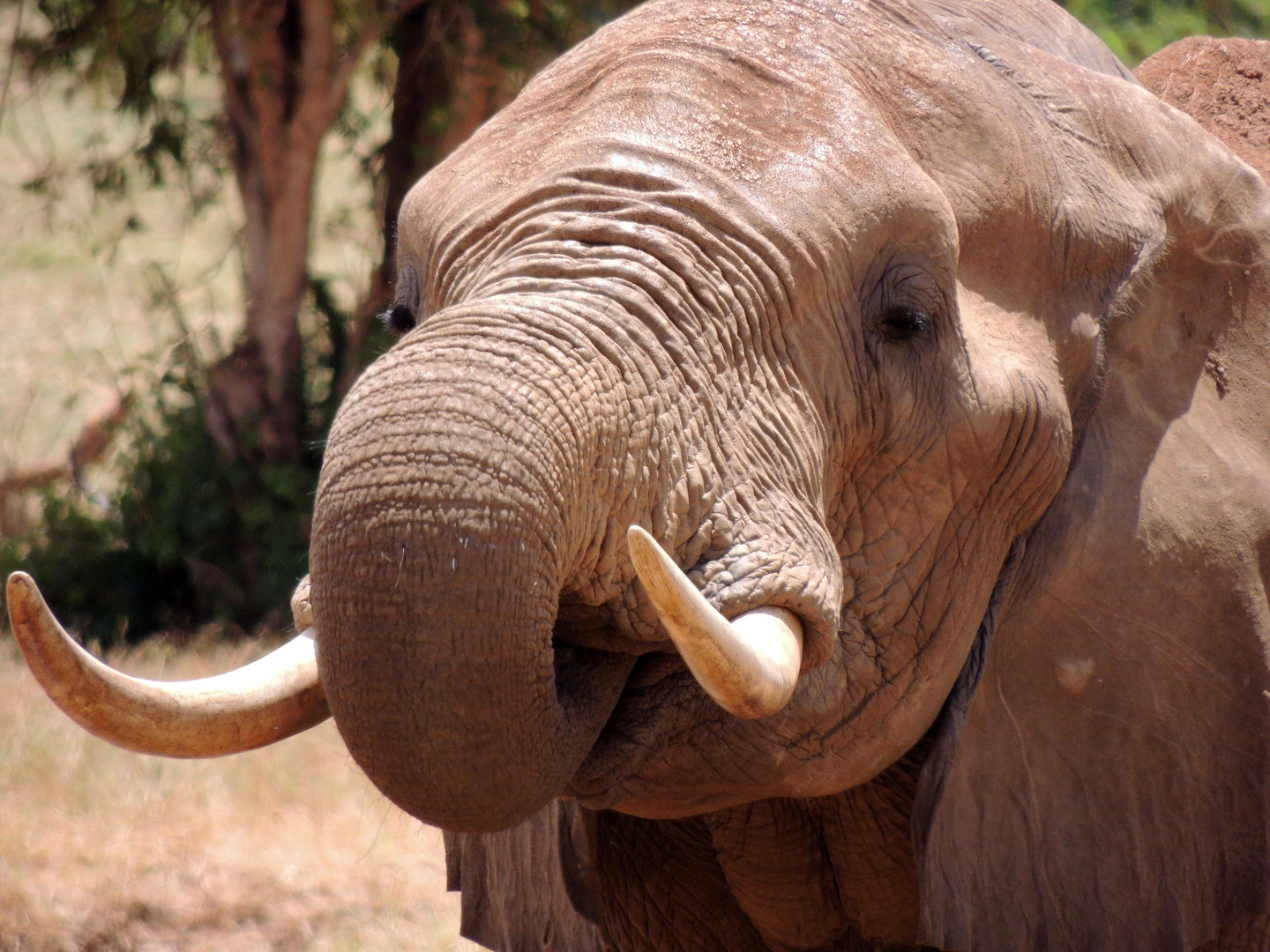 Auf Safari im Tsavo-Ost Nationalpark!