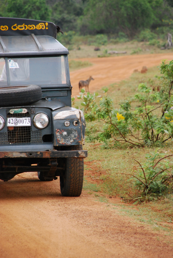 Auf safari im Yala-Nationalpark, Sri Lanka