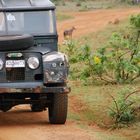 Auf safari im Yala-Nationalpark, Sri Lanka