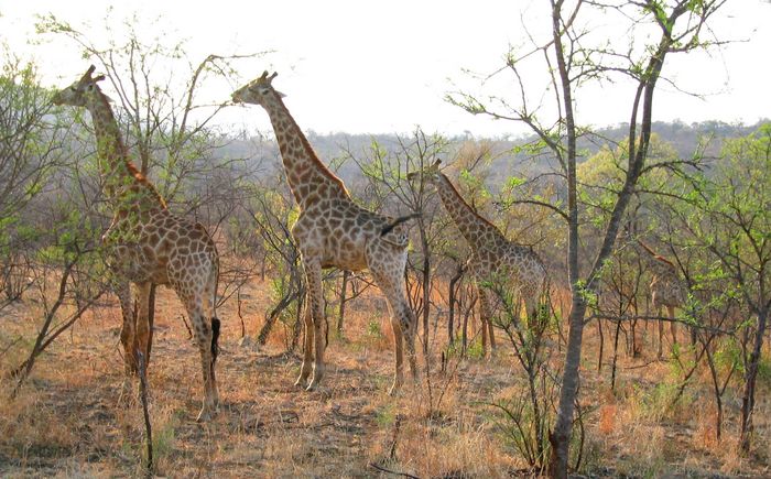 Auf Safari in Afrika...