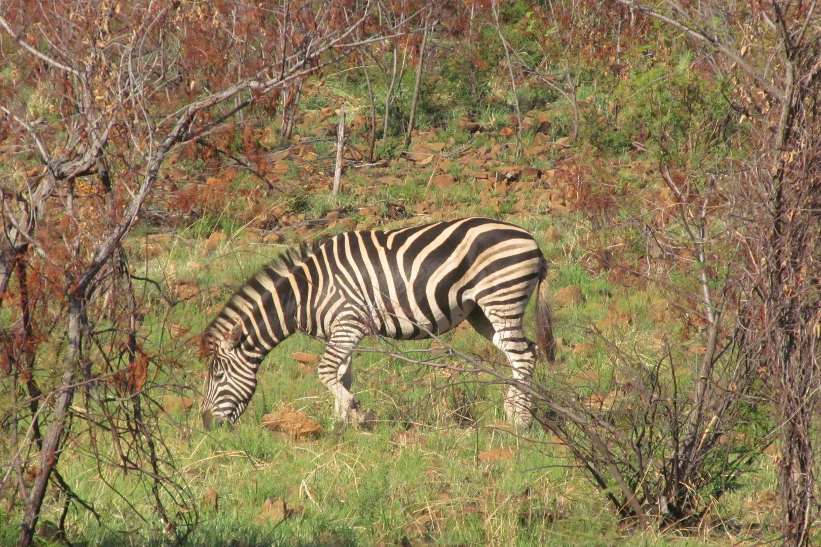 auf Safari in Südafrika