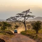Auf Safari in Tansania 