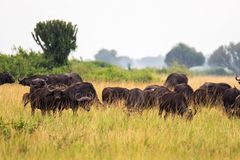 auf saftiger Weide
