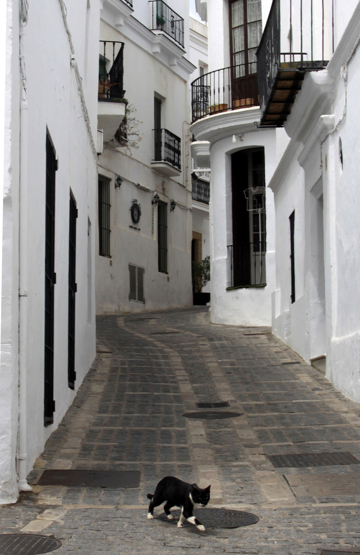 Auf Samtpfoten durch Vejer in Andalusien