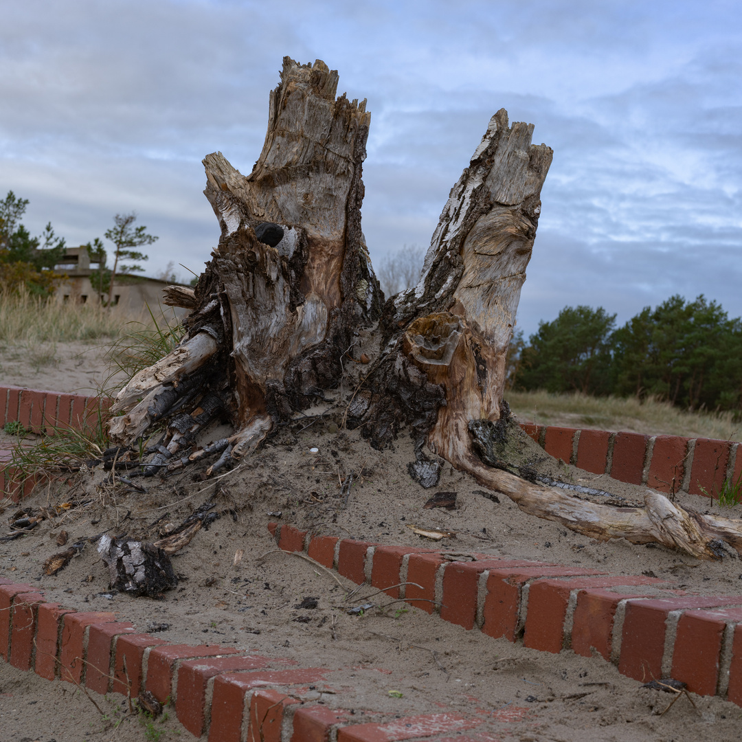 Auf Sand gewachsen..........