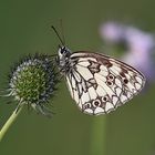 ... auf Scabiose