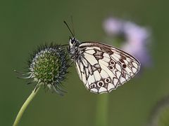 ... auf Scabiose