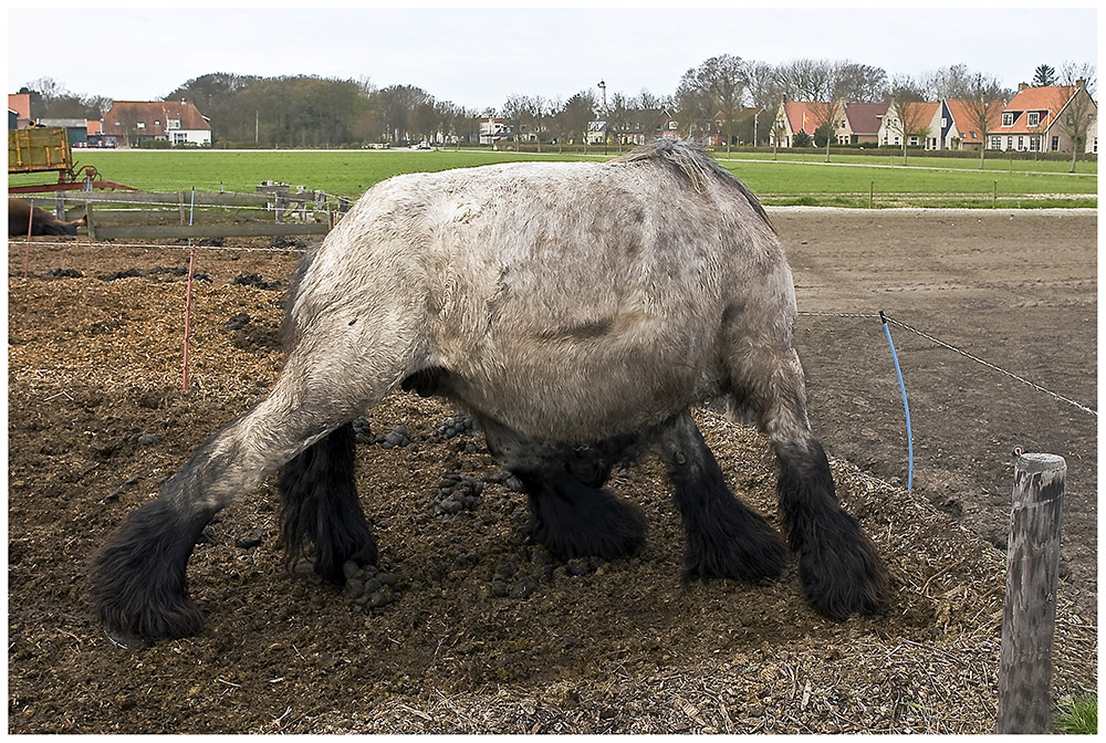 auf Schiermonnikoog,