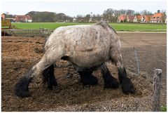 auf Schiermonnikoog,