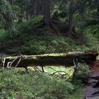 auf schmalen Wegen durch den Urwald