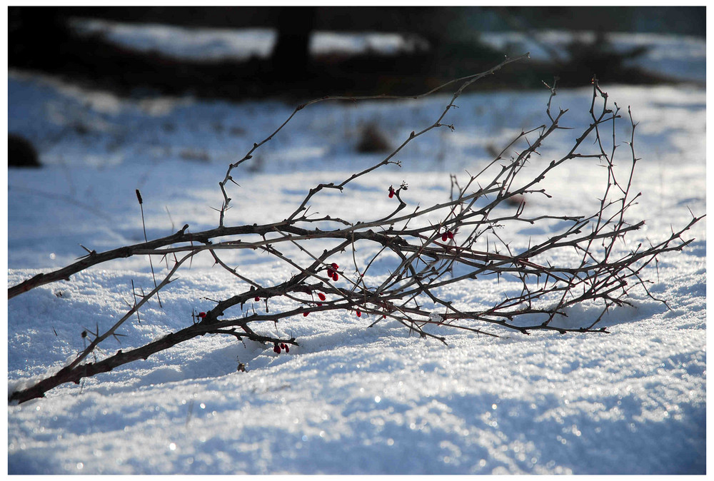 Auf Schnee gebettet