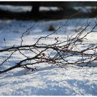 Auf Schnee gebettet