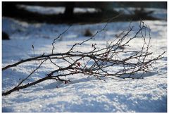 Auf Schnee gebettet