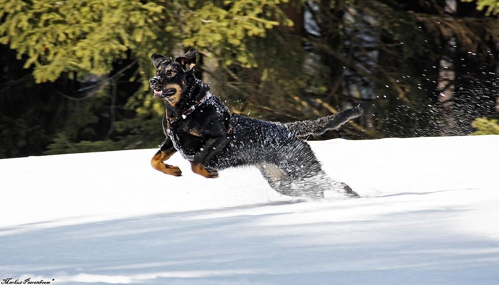 Auf Schneeballjagd