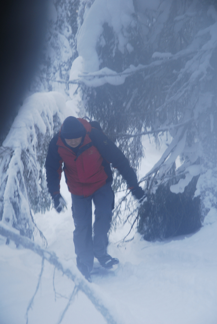 Auf Schneeschuhen durch den Lappland Wald