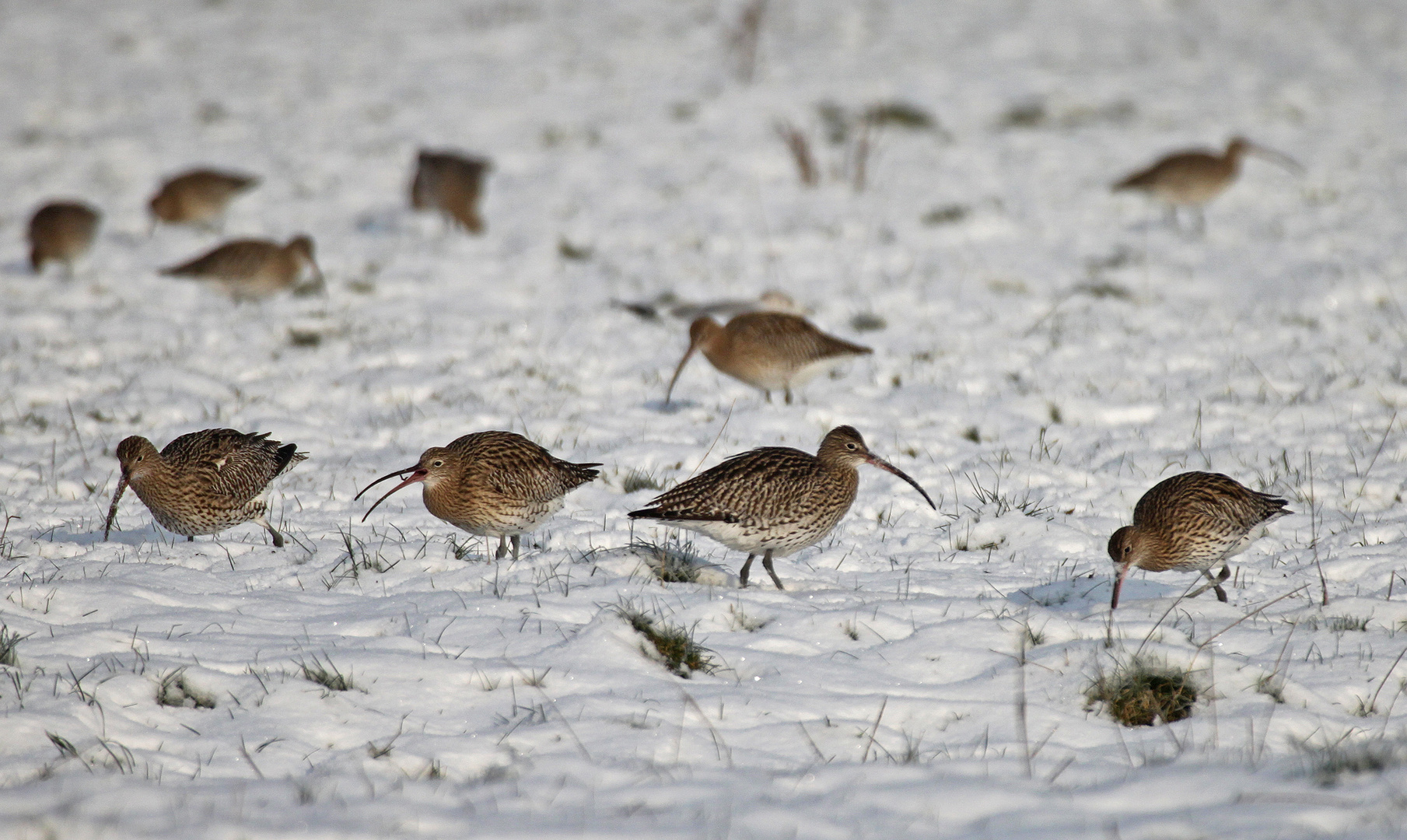 Auf Schneewurm-Jagd