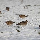 Auf Schneewurm-Jagd