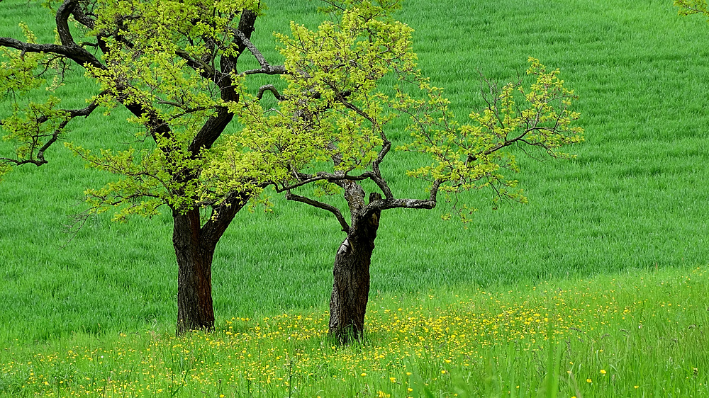 . . auf schräger Wiese . .