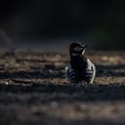 Auf seinem Weg