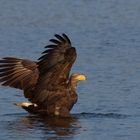 Auf seiner Beute  gelandet, seine Majestät! Adulter Seeadler