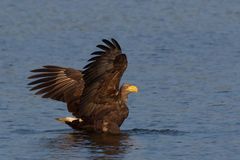 Auf seiner Beute  gelandet, seine Majestät! Adulter Seeadler