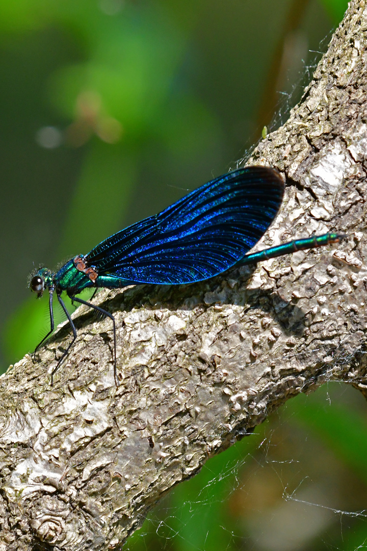 Auf sicherem Ast - Calopteryx virgo