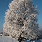 Auf Skiern 1