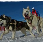 Auf Skiern mit zwei Hunden