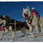 Auf Skiern mit zwei Hunden